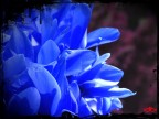 Fiore.. in blu Fiore.. in blu