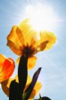 Il tulipano Il tulipano