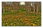 giallo giallo