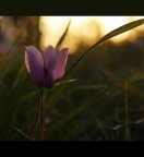 Cyclamen