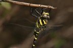 Libellula Libellula