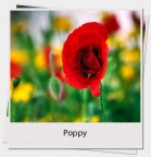PPP Poppy Polaroid Paint
