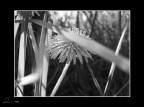 Fiorellino Fiorellino