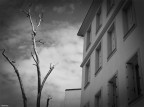 arbre magique