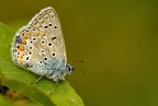 Polymmatus icarus Polymmatus icarus
