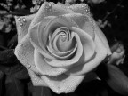 Una rosa bagnata... Una rosa bagnata...