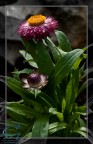 Test Helios M44 F2 Test Helios M44 F2