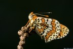 Melitaea