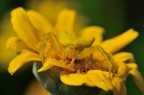 Nel Giallo Nel Giallo