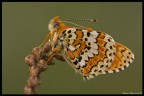 Melitaea