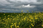 primavera