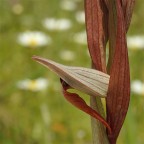 Serapias vomeracea 1