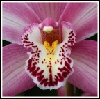 la bocca dell' orchidea..