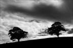 Due alberi Due alberi