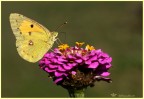 colias colias