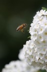Ape e fiori bianchi