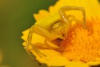 Sul Fiore Giallo Sul Fiore Giallo