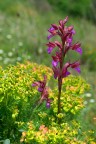 Orchis papilionacea Orchis papilionacea
