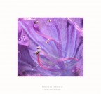 Realizzata con Nikon D300 e Nikkor AF-S 60 micro f/2,8
i dati exif li trovate disponibili nel file