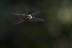 Volo lento Volo lento