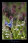 estrata estrata