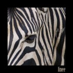 linee linee