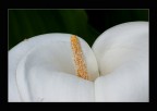 Calla 2 Calla 2