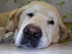Vita da cani Vita da cani