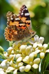 farfallina farfallina