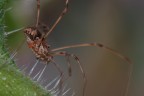 Discesa spinosa Discesa spinosa