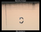 Specchio d'acqua. Specchio d'acqua.