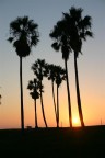 palme al tramonto a Venice