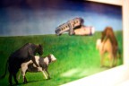 Focus Animale Focus Animale