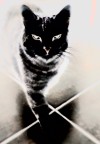 Essenza Felina Essenza Felina