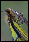 libelloides libelloides