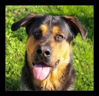 Lucky, amico peloso Lucky, amico peloso