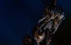 Spider Spider