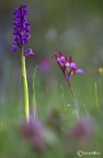 ....due orchidee ....due orchidee