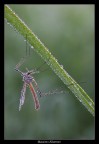 Tipula (2 maggio 2009)