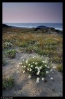 Flowers on the dunes
