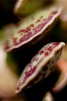 Abstract Abstract
