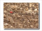 Ragnetto rosso 2 Ragnetto rosso 2