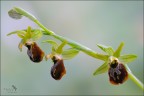 Ophrys sfegodes... delice!