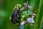 Cetonide su fiore bianco Cetonide su fiore bianco