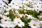 Camomilla Camomilla
