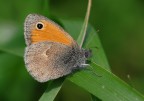 farfallina farfallina