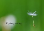 flying away...... flying away......
