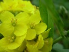 Yellow Yellow