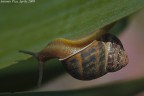 Contorsionista Contorsionista