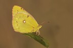 Colias crocea